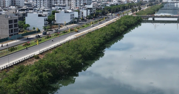 Khánh Hòa: Chi 572 triệu đồng để chặt hàng cây xanh rì dọc sông Quán Trường?